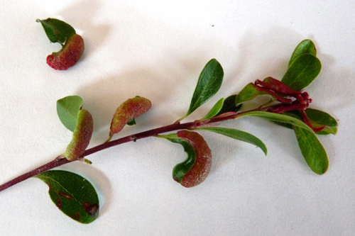 leaf gall